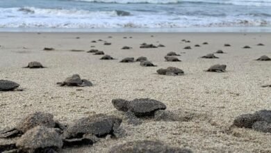 Nacen en playas michoacanas las primeras tortugas golfinas de la temporada