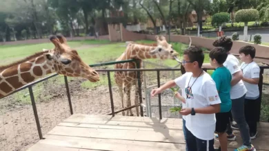 Niños felices exploran el curso de verano del zoológico