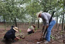 Plantarán 10 mil árboles en Área Natural Protegida Mesa de Tzitzio