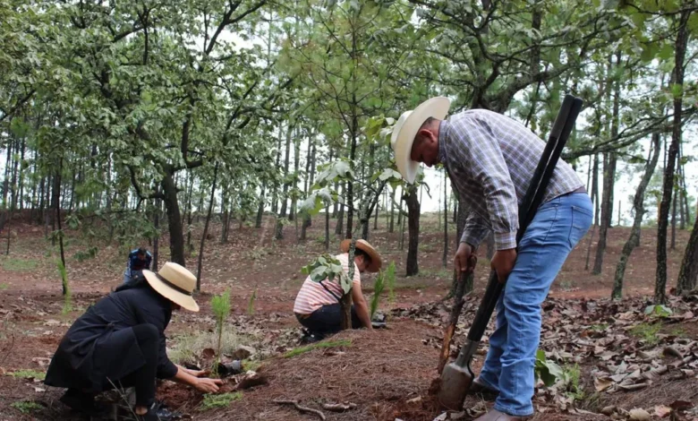 Plantarán 10 mil árboles en Área Natural Protegida Mesa de Tzitzio