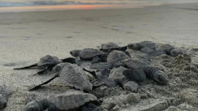 Proyectan liberar 2 millones de tortugas marinas