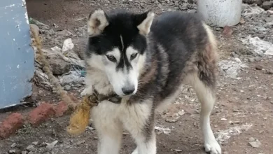 Rescatan a un perrito maltratado, en La Piedad