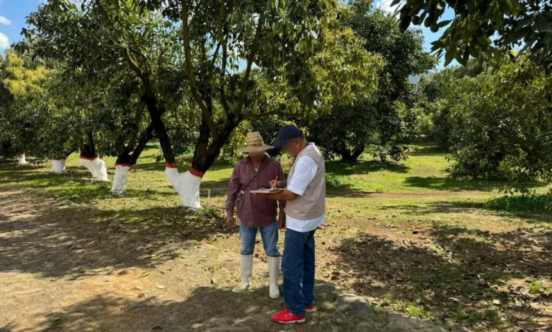 Sedeco multa a 2 empresas aguacateras