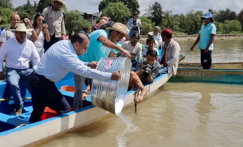 Siembran 50 mil crías de pescado blanco en el lago de Pátzcuaro
