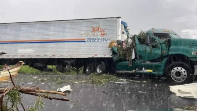 Cayó un árbol sobre un trailer en circulación