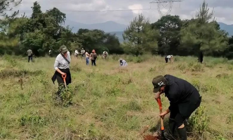 En Quiroga plantarán 18 mil árboles para la conservación del lago de Pátzcuaro
