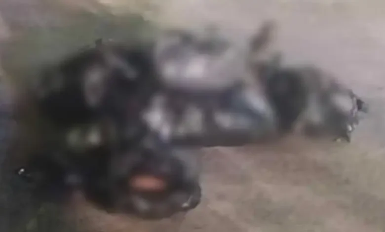 Hallan descuartizados en Zitácuaro