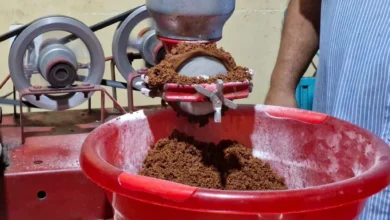 Michoacán tiene las condiciones idóneas para la producción de cacao