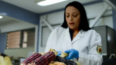 El III Festival del maíz se realizará en la UMSNH