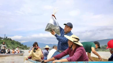 Liberan 15 mil peces acúmara en el lago de Pátzcuaro, es una especie en riesgo