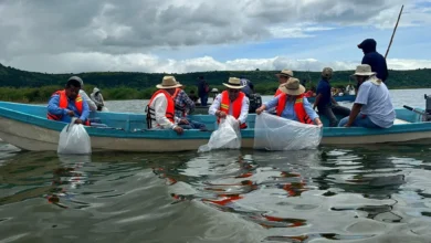 Siembran un millón de crías de tilapia en el lago de Cuitzeo