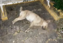 Denuncian que hay envenenamiento masivo de animales en Apatzingán