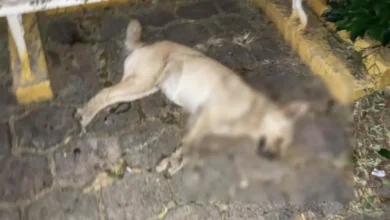 Denuncian que hay envenenamiento masivo de animales en Apatzingán