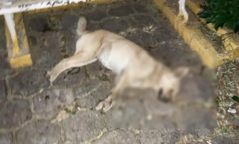 Denuncian que hay envenenamiento masivo de animales en Apatzingán