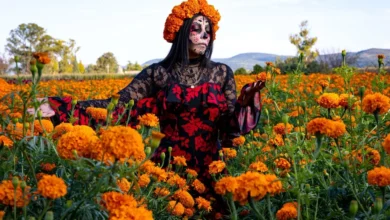 Vive la experiencia de recorrer los campos de cempasúchil en Copándaro