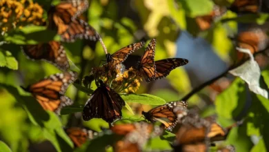 Santuarios de la Monarca en Michoacán abren el 15 de noviembre
