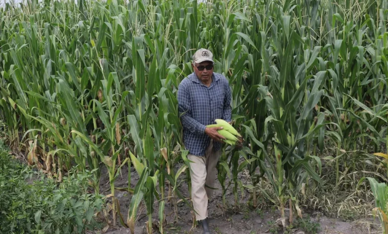 Con Agrosano Digital se atiende el mejoramiento de cultivos