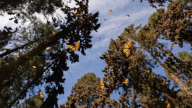 Conoce las rutas para llegar a los Santuarios de la Monarca