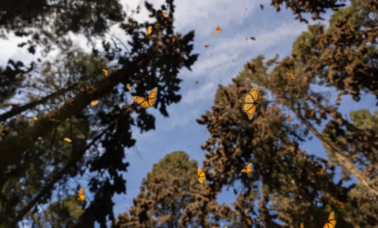 Conoce las rutas para llegar a los Santuarios de la Monarca