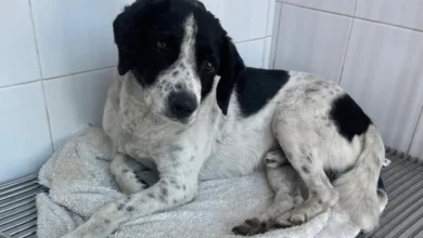 En Zitácuaro, denunciaron el caso de violencia animal contra "Huesitos", agredido con un machete