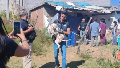 En San José de las Torres rescataron a quince perros maltratados