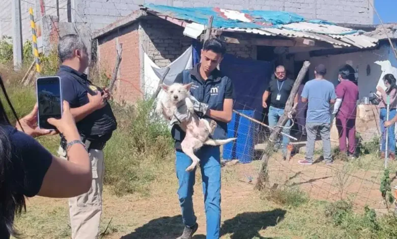 En San José de las Torres rescataron a quince perros maltratados