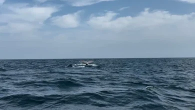 Llegan ballenas a costas de Michoacán