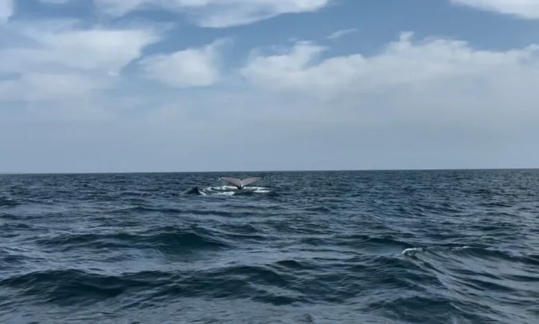 Llegan ballenas a costas de Michoacán