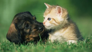 Piden no regalar mascotas en Navidad