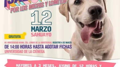 mascotas